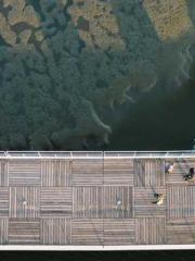 The CEO Daddyapos;s The CEO Daddyapos;s