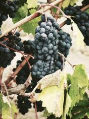 Su He Huo Chen Xi Fu Su He Huo Chen Xi Fu