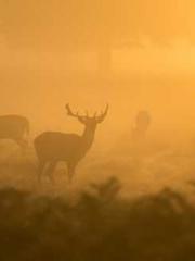 The Little Fox Spiri The Little Fox Spiri