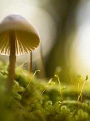 Lin Feng Lin Yun Yao