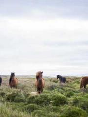 The ambiguous and sw